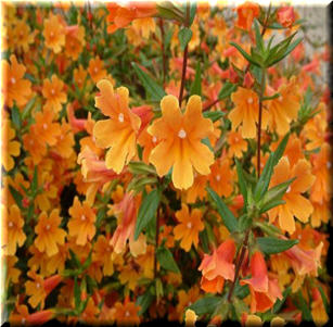 Sandy Soil Plants
